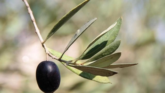 La OMC exige a EEUU que retire los recargos arancelarios contra las aceitunas negras españolas