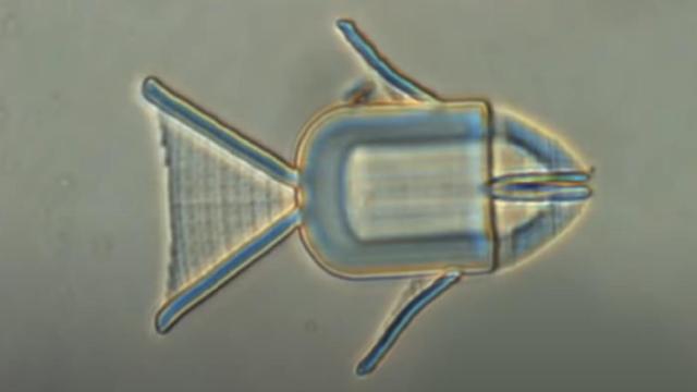 Los microrobots tienen forma de animales: como un pez.