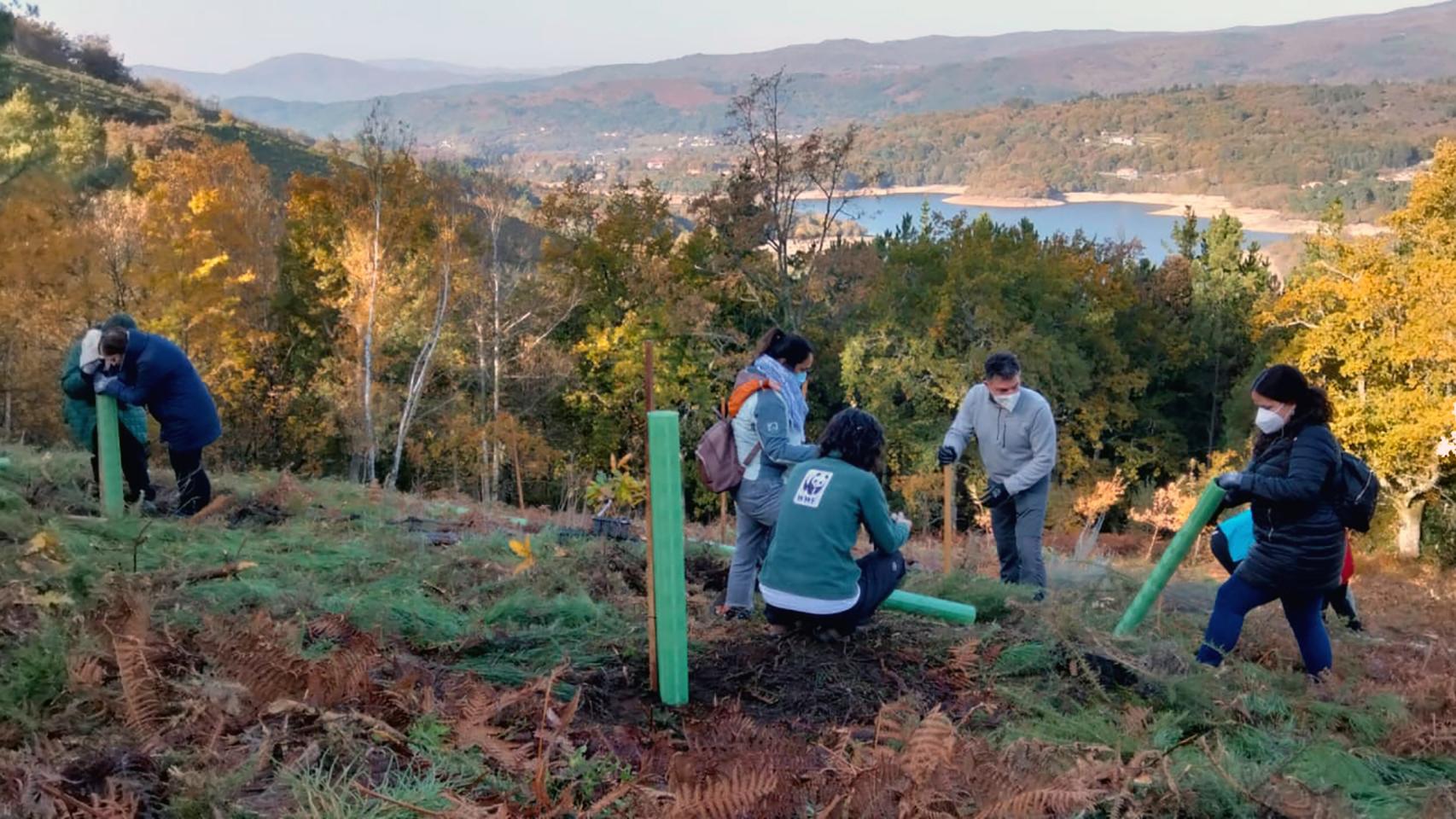 Reforestación en el Parque de O Xurés