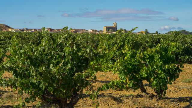 Viñedo de la DO Ribera del Duero