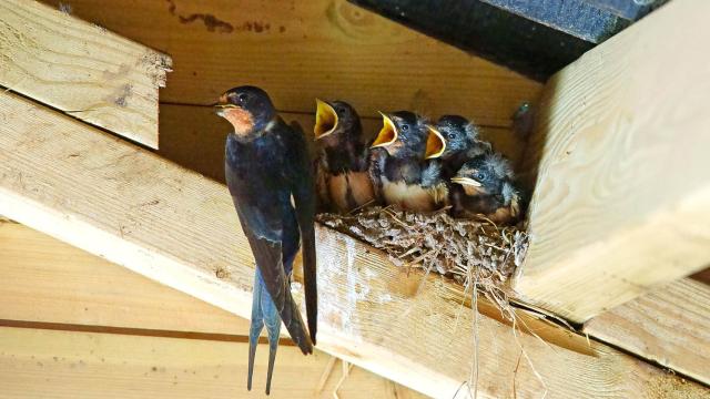 Un nido de golondrinas en un hueco de un edificio.