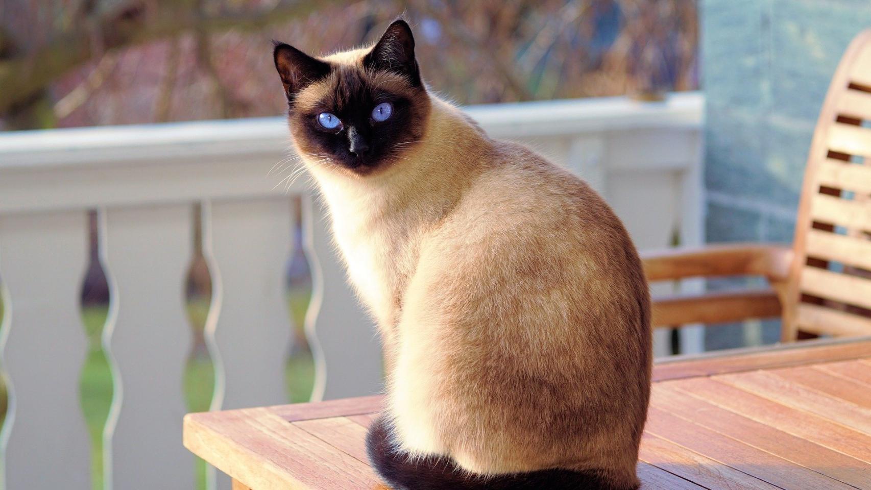 10 cosas que los gatos más temen