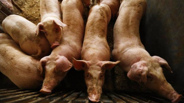 Más de 700 cerdos por habitante: la asfixia de muchos pueblos ante el 'boom' de las macrogranjas