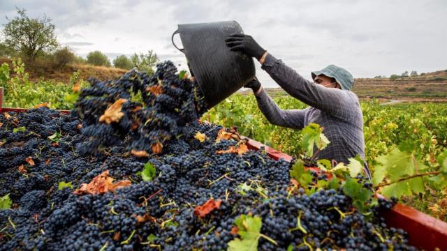 Una mujer, vendimiando.