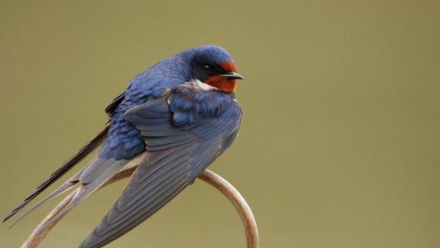 Una golondrina se posa sobre una rama.