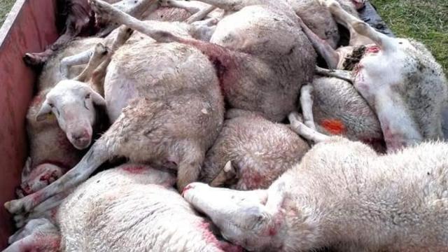 Ataque de lobos en Sayago