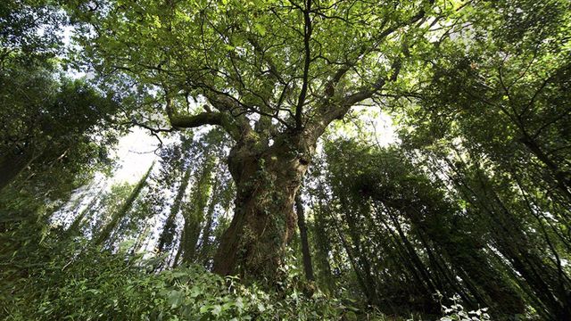 El carballo de Conxo opta a ser el Árbol Europeo del 2022.