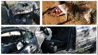 Accidente con un ciervo en Otero de Sanabria