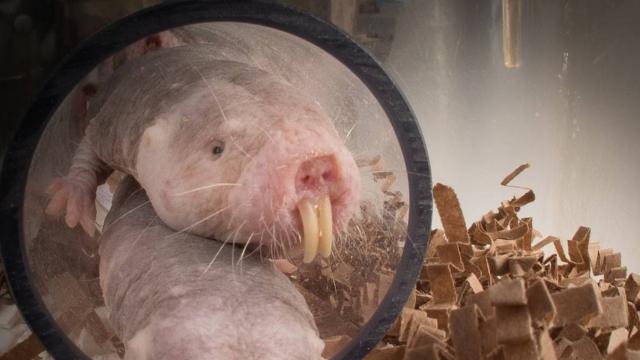 Ejemplares de ratopines rasurados utilizados en el estudio.