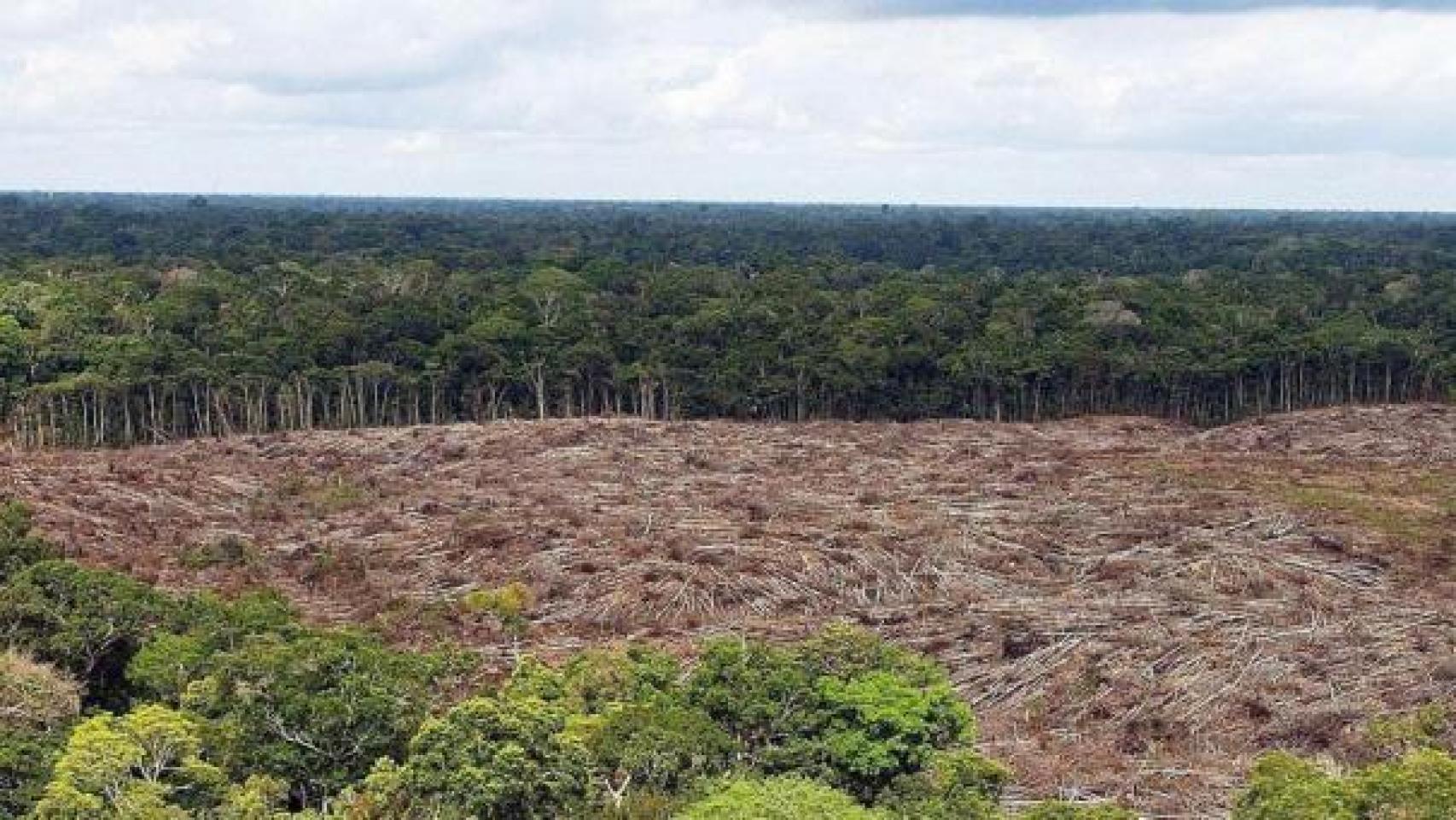 Zonas del Amazonas deforestadas. Imagen de archivo.