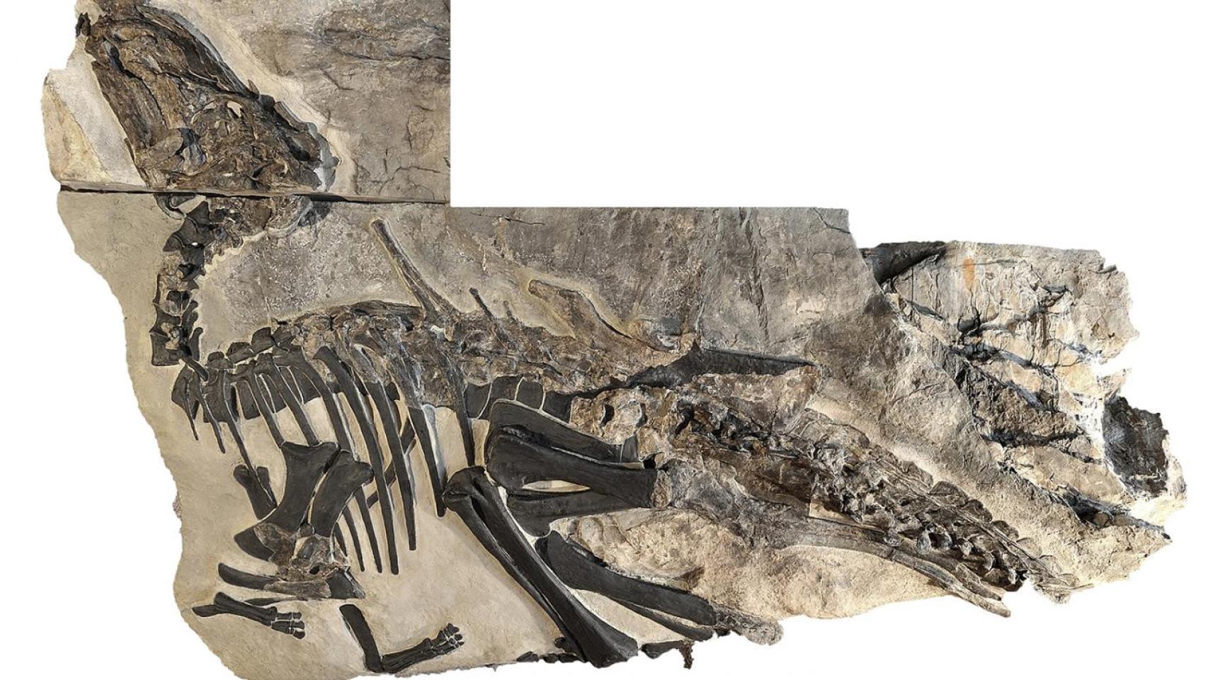 Esqueleto de Bruno, un individuo adulto del dinosaurio ‘Tethyshadros insularis’ descrito en este nuevo estudio. Foto: P. Ferrieri