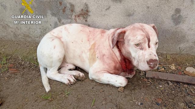 Un cachorro  rescatado, herido de gravedad
