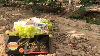 Variedad de la uva del Vinalopó en Alicante.