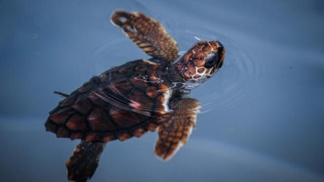 Ejemplar de tortuga boba.