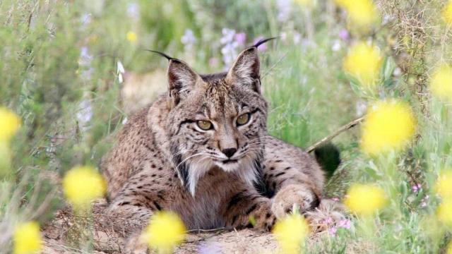 Lince. Imagen de archivo