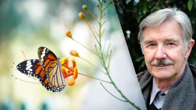 El biólogo evolutivo alemán Josef Reichholf lanza una súplica para evitar la desaparición de las mariposas