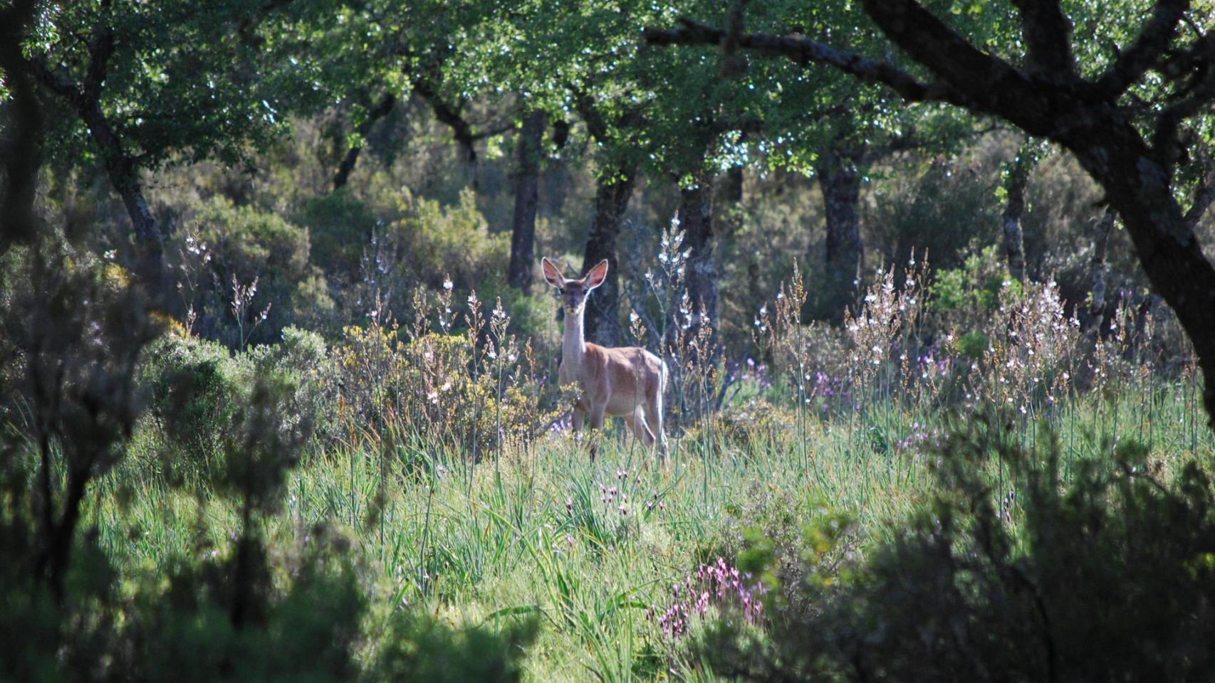 Parque Nacional de Cabañeros. Foto: Diputación de Ciudad Real