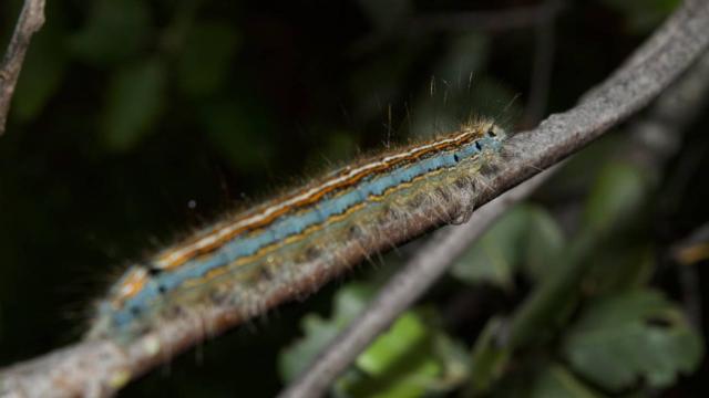 Malacosoma neustria sobre una encina.