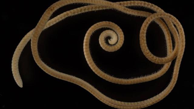 Hembra de milpiés con 1.306 patas y nombrada Eumillipes persephone.