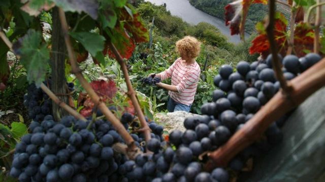 D.O. Ribeira Sacra, un paisaje para saborear vinos ‘de altura’