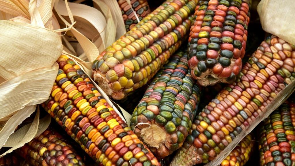 Varias mazorcas de maíz salvaje.