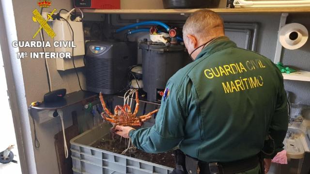 Centollas decomisadas en Caión (A Coruña).