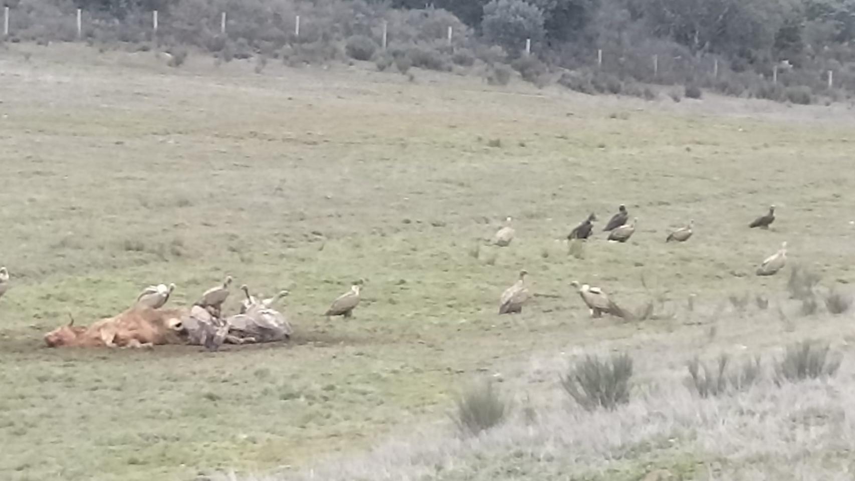Buitres comiendo un ternero