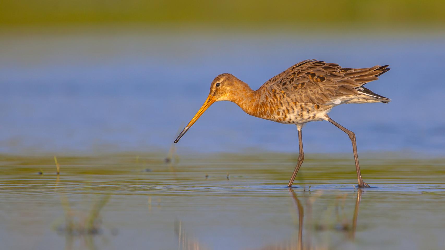 Aguja colinegra, un tipo de ave en peligro de extinción.