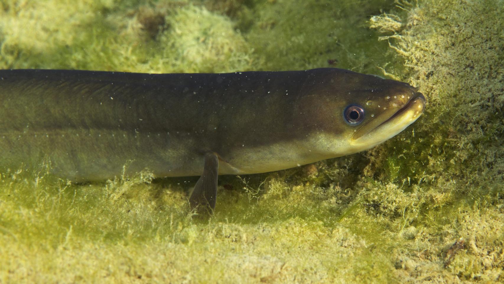 Por qué se sigue pescando la anguila en España aunque está en peligro crítico de extinción