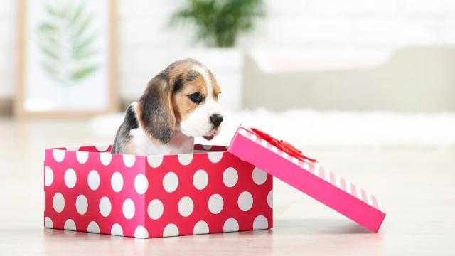 Un cachorro en una imagen de archivo.