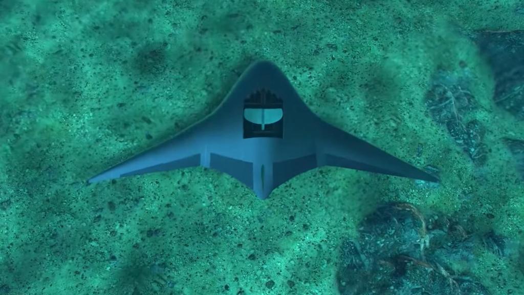 Manta Ray