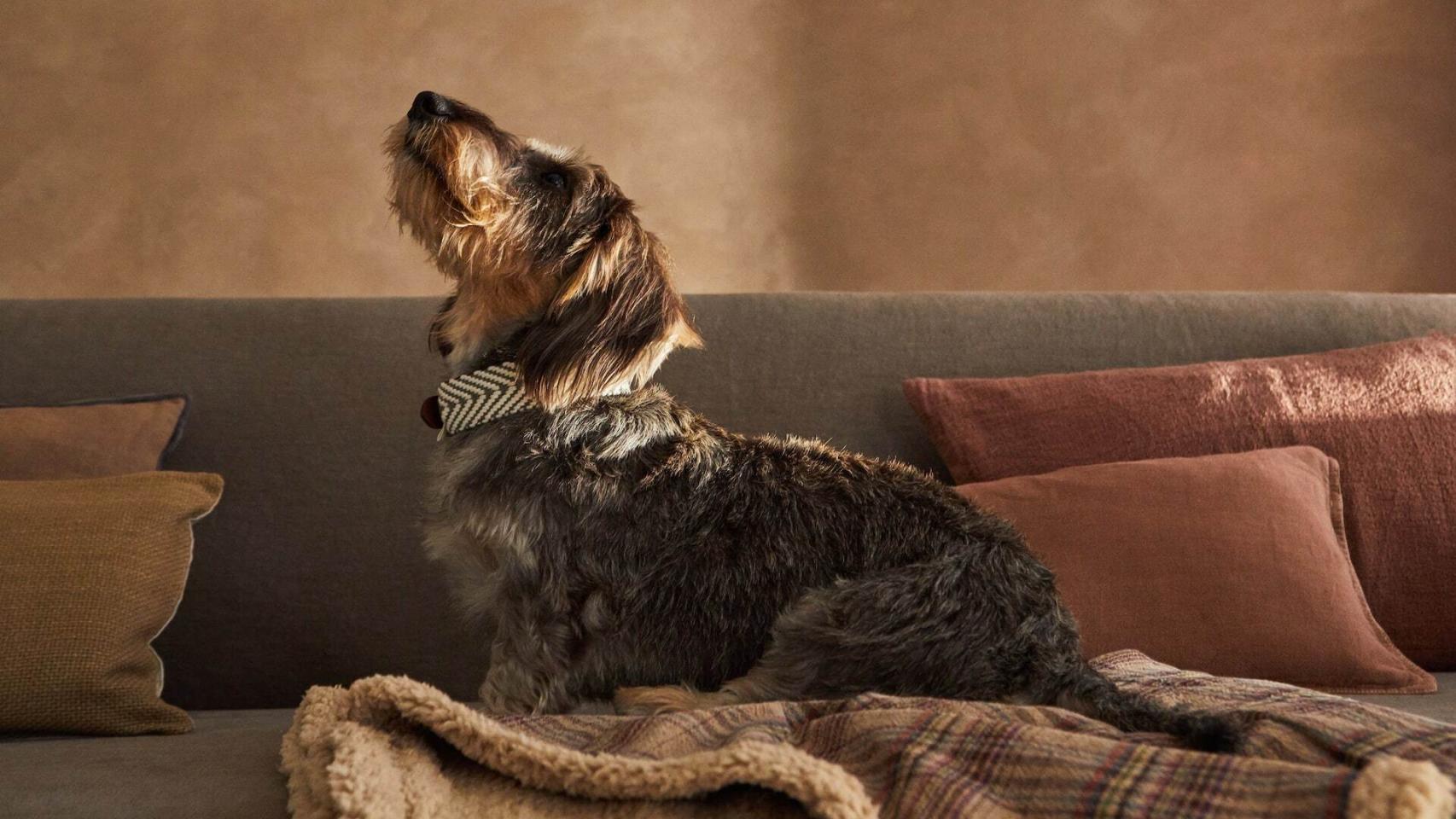 Las mascotas, más mimadas que nunca gracias a Zara.