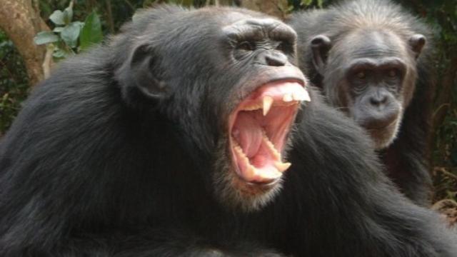 Imagen de un chimpancé violento.