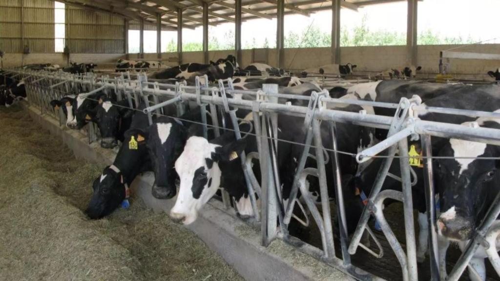 La ganadería de Castilla y León apenas sufre por el apagón eléctrico