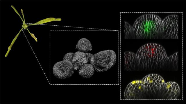 Una inflorescencia de Arabidopsis thaliana en la parada de la proliferación (izquierda).