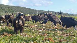 El buitre negro resurge en Castilla y León