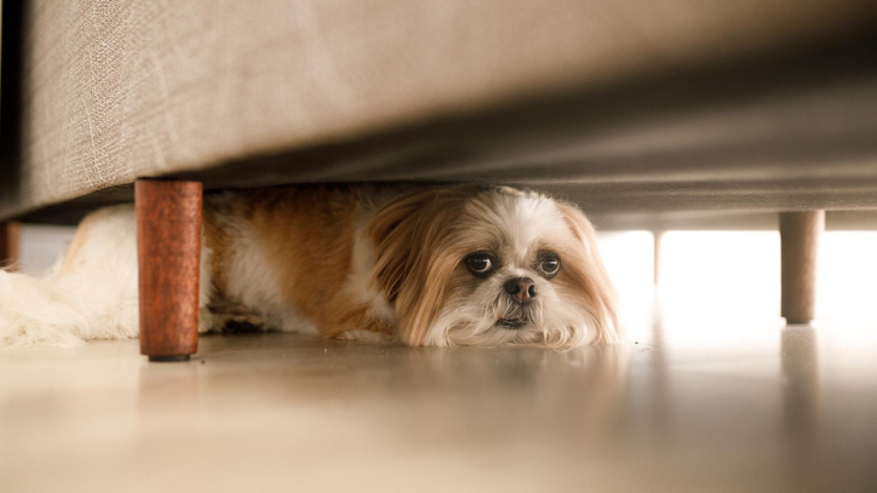 Miedo a los petardos: consejos para calmar a tu perro.