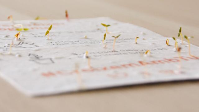 Papel de semillas germinando.