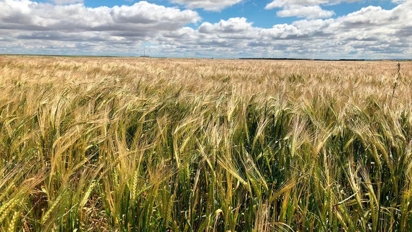 Vista de un cultivo de cereal