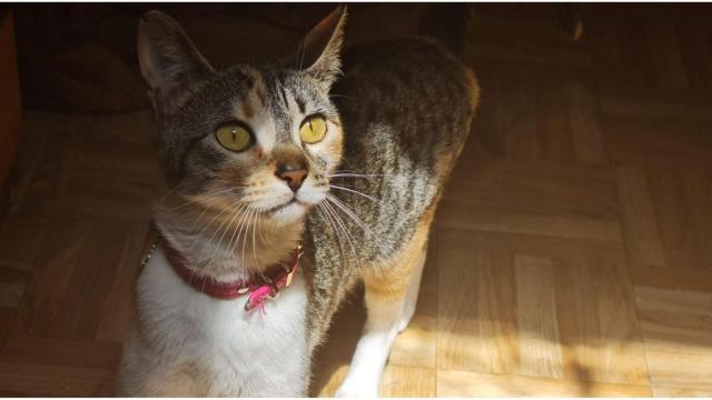 Nina, la gata desaparecida.