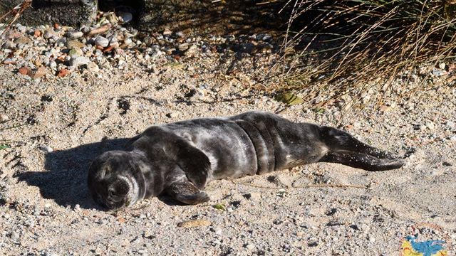 ‘Max’, la primera cría de foca gris que llega a costas gallegas este año.