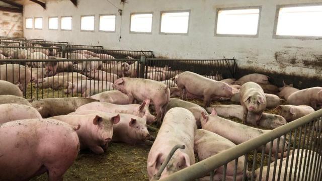 Una granja porcina.