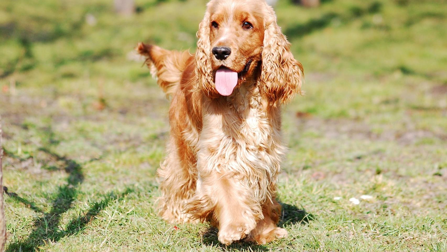 Un perro