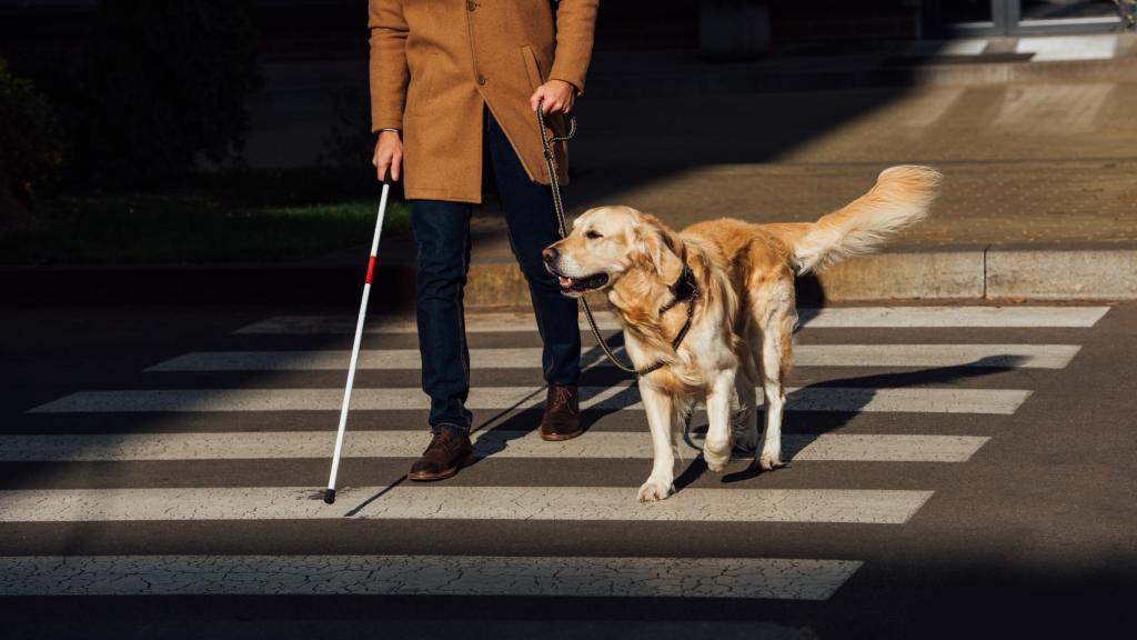Un hombre cruza un paso de cebra junto a su perro guía