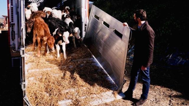 Pablo Casado, presidente del PP, visitando una explotación ganadera en Alcarrás (Lleida) en una imagen de archivo.