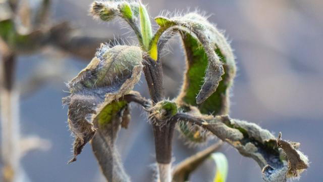 Afección de cenizas en la planta de Amagante. EFE/ Miguel Calero.
