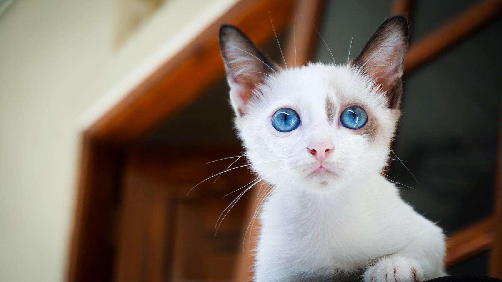 ¿Cuánto se preocupan los gatos por sus dueños?