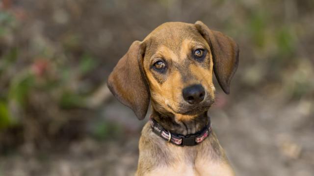 Lagarto tizón de La Palma que ha perdido la cola debido a la ceniza volcánica.