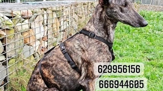 Cíes, la galga atigrada que se escapó en A Coruña.