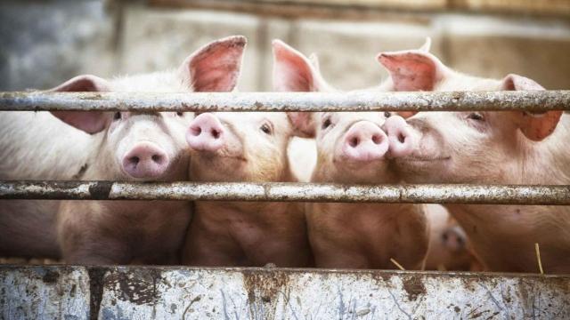 Stop Ganadería Industrial advierte de los riesgos de las explotaciones cárnicas de gran tamaño.